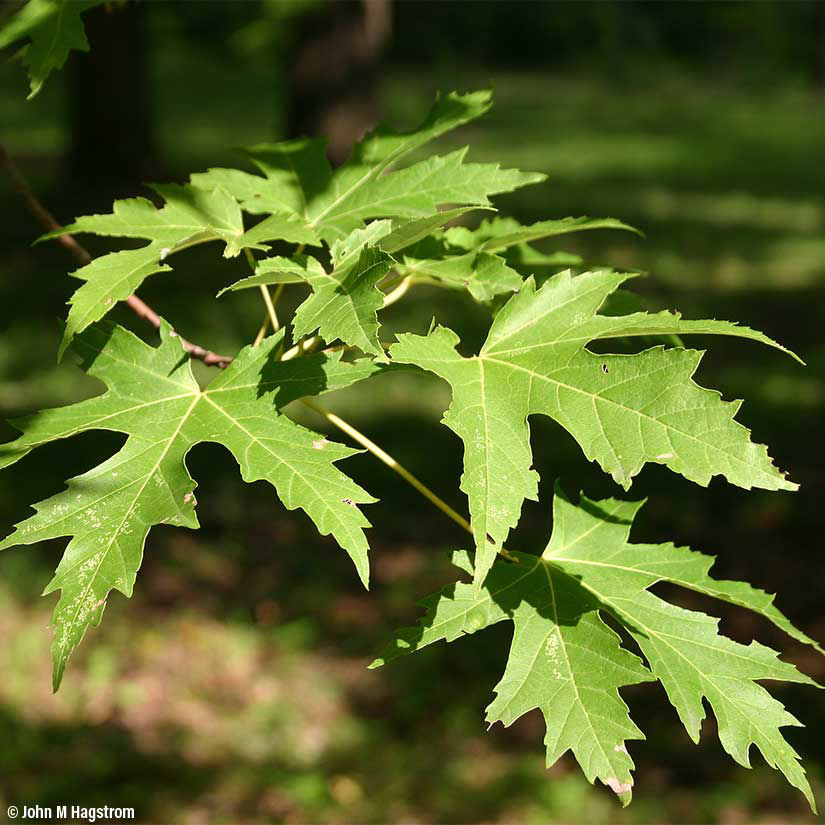 Silver Maple Trees for Sale at Arbor Day's Online Tree Nursery - Arbor Day  Foundation