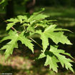 Picture of Silver Maple