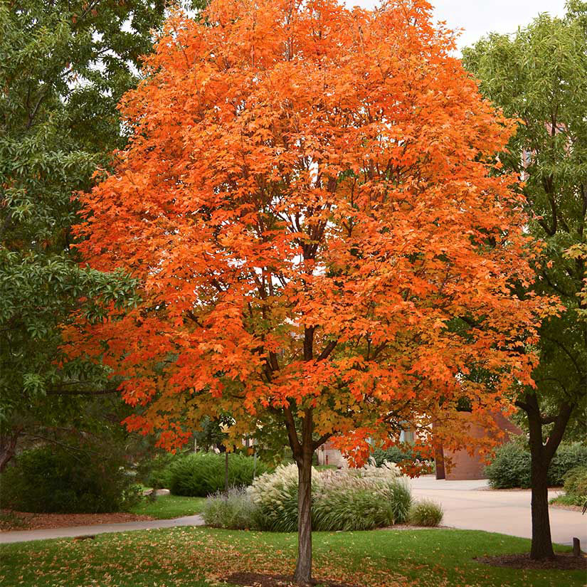 types of maple trees for your home