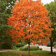 Sugar Maple Trees - Acer saccharum maple tree