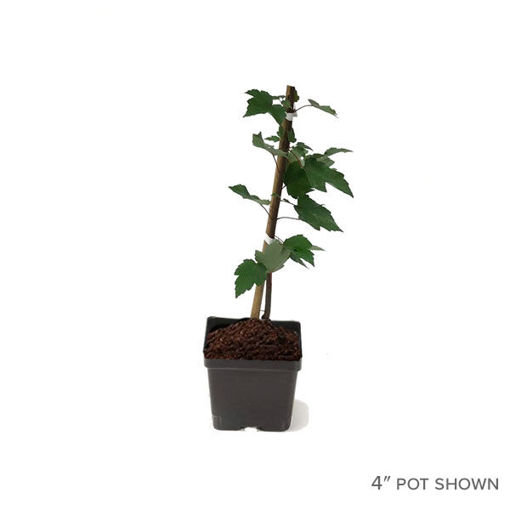 Sugar Maple tree for Sale at Arbor Day's Online Tree Nursery - Arbor ...