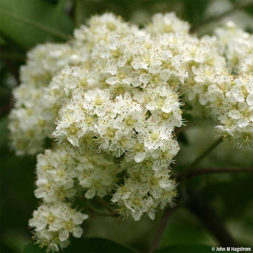 Learn About American Mountainash - Arbor Day Foundation