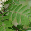 American Mountainash - Sorbus americana