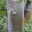 Picture of American Mountainash