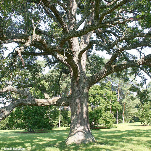 Live Bare Root Plant Quercus macrocarpa Bur Oak Tree
