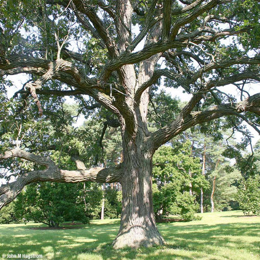 burr oak tree