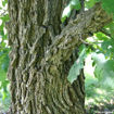 Bur Oak - Quercus macrocarpa