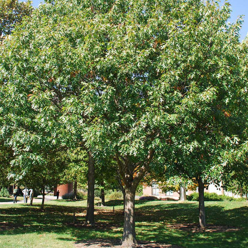 Northern Red Oak - Quercus rubra