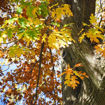 Picture of Northern Red Oak