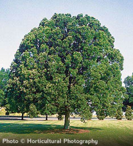 Overcup Oak - Quercus lyrata