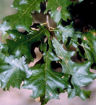 Overcup Oak - Quercus lyrata