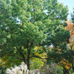 Picture of Sawtooth Oak