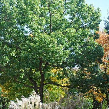 Picture of Sawtooth Oak