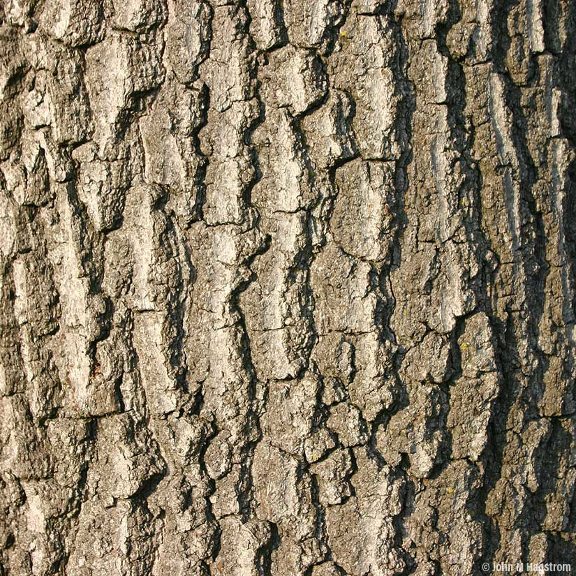 Buy affordable Scarlet Oak trees at our online nursery - Arbor Day ...