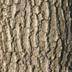 Picture of Scarlet Oak