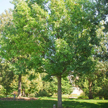 White Oak - Quercus alba