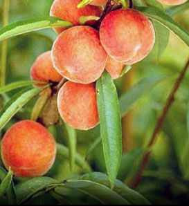 Belle of Georgia Peach Trees for Sale at Arbor Day's Online Tree ...