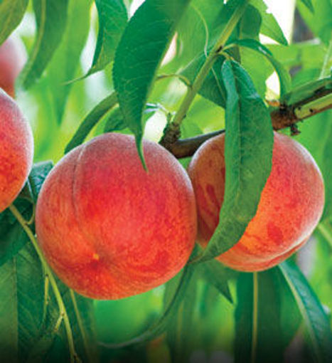 Golden Jubilee Peach - Prunus persica