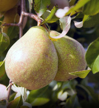 Bartlett Pear Trees for Sale at Arbor Day's Online Tree Nursery - Arbor ...