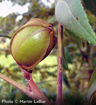 Pecan - Carya illinoinensis
