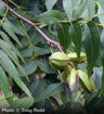 Pecan - Carya illinoinensis