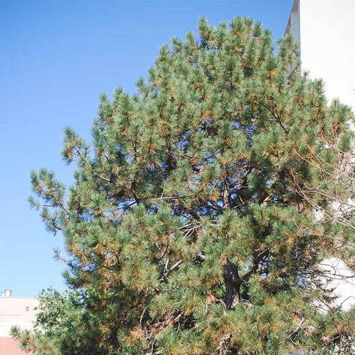 Austrian Pine evergreen