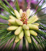 Loblolly Pine - Pinus taeda