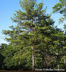 Loblolly Pine