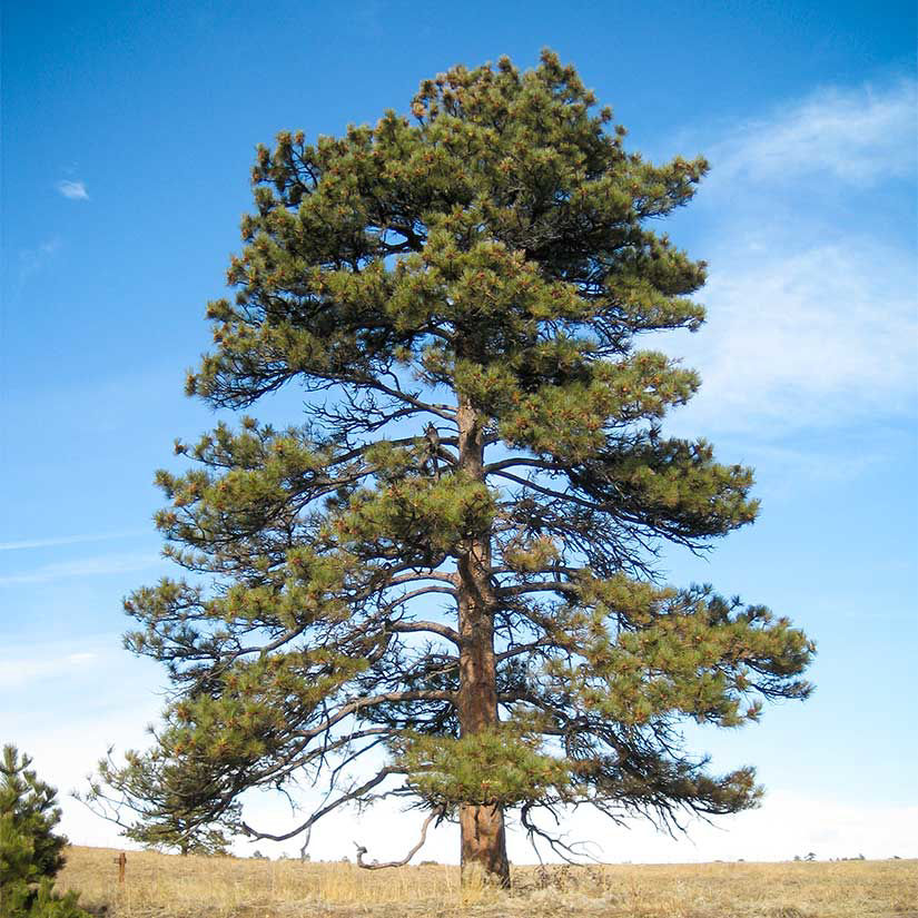 Pine stems sections, young and old on the same slide