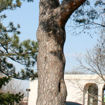 Picture of Scots Pine