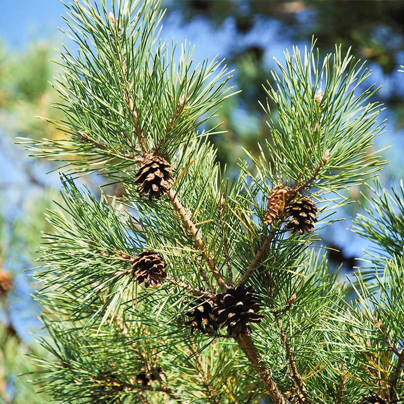 40cm       Better than bare root. Pinus Sylvestris 3 x Scots Pine Tree 