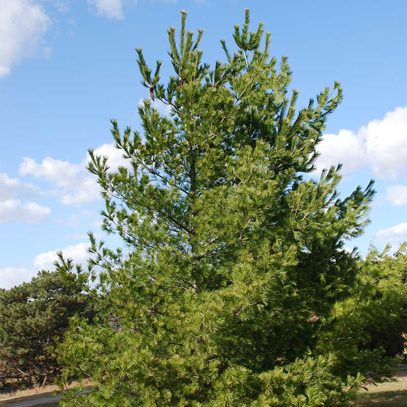 Natural White Pine Pick