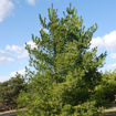 Eastern White Pine evergreen