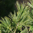 White Pine - Pinus strobus