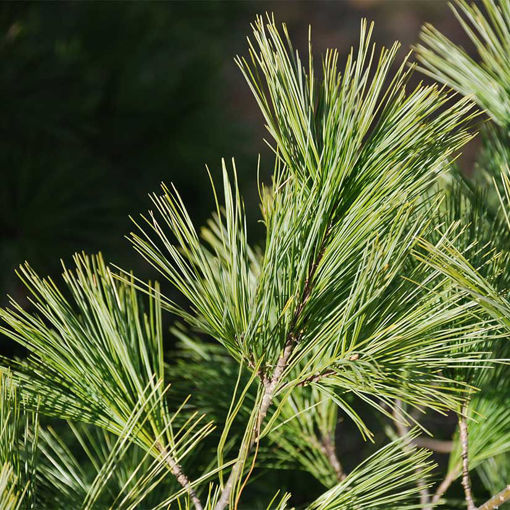 Natural White Pine Pick