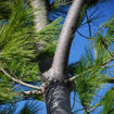 White Pine - Pinus strobus