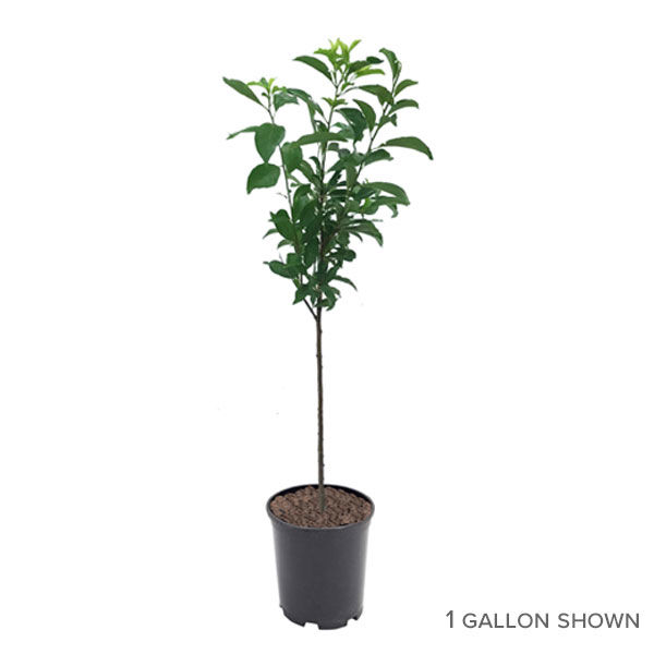 Buy affordable Methley Plum trees at our online nursery - Arbor Day ...