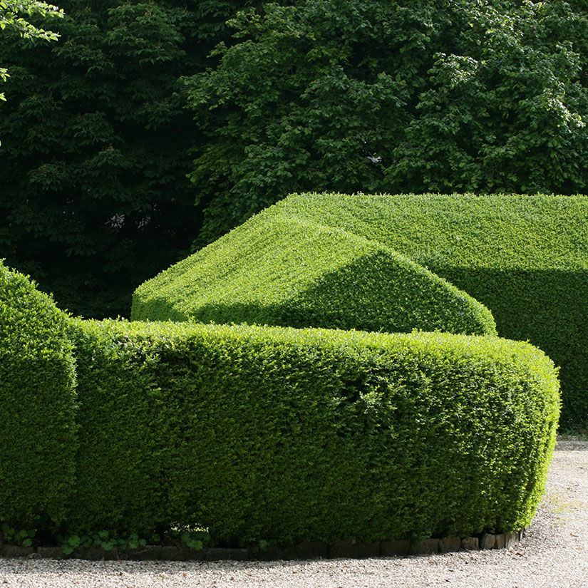 How To Plant North Privet Hedge