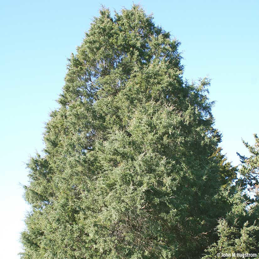 7 Types of Cedar Trees in Texas: Identification Guide (Chart