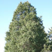 Eastern Redcedar evergreen