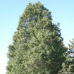 Eastern Redcedar