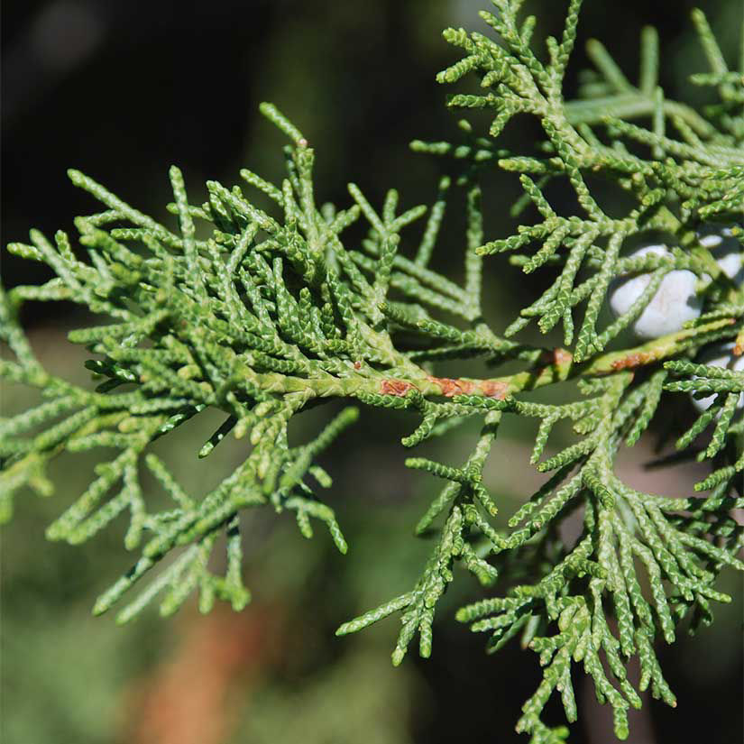 Red Cedar Where Does It Grow