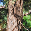 Eastern Redcedar - Juniperus virginiana