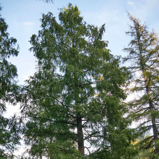 Dawn Redwood Trees for Sale at Arbor Day's Online Tree Nursery - Arbor ...