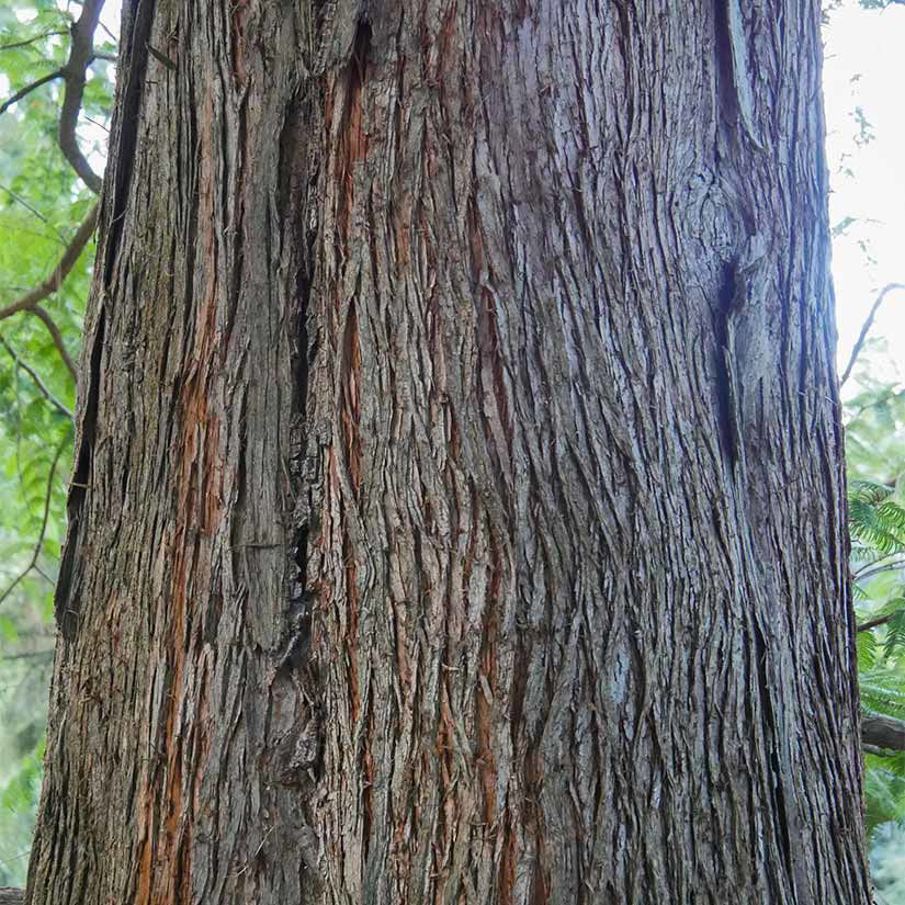 Dawn Redwood Trees for Sale at Arbor Day's Online Tree Nursery - Arbor ...