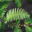 Dawn Redwood Metasequoia glyptostroboides