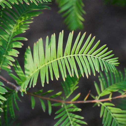 Dawn Redwood Trees for Sale at Arbor Day's Online Tree Nursery - Arbor ...