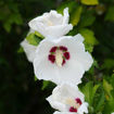 Picture of Rose-of-Sharon