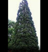 Giant Sequoia evergreen