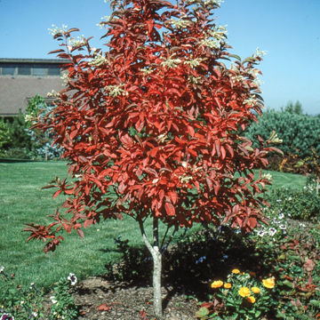 Flordahome Pear Trees for Sale at Arbor Day's Online Tree Nursery ...